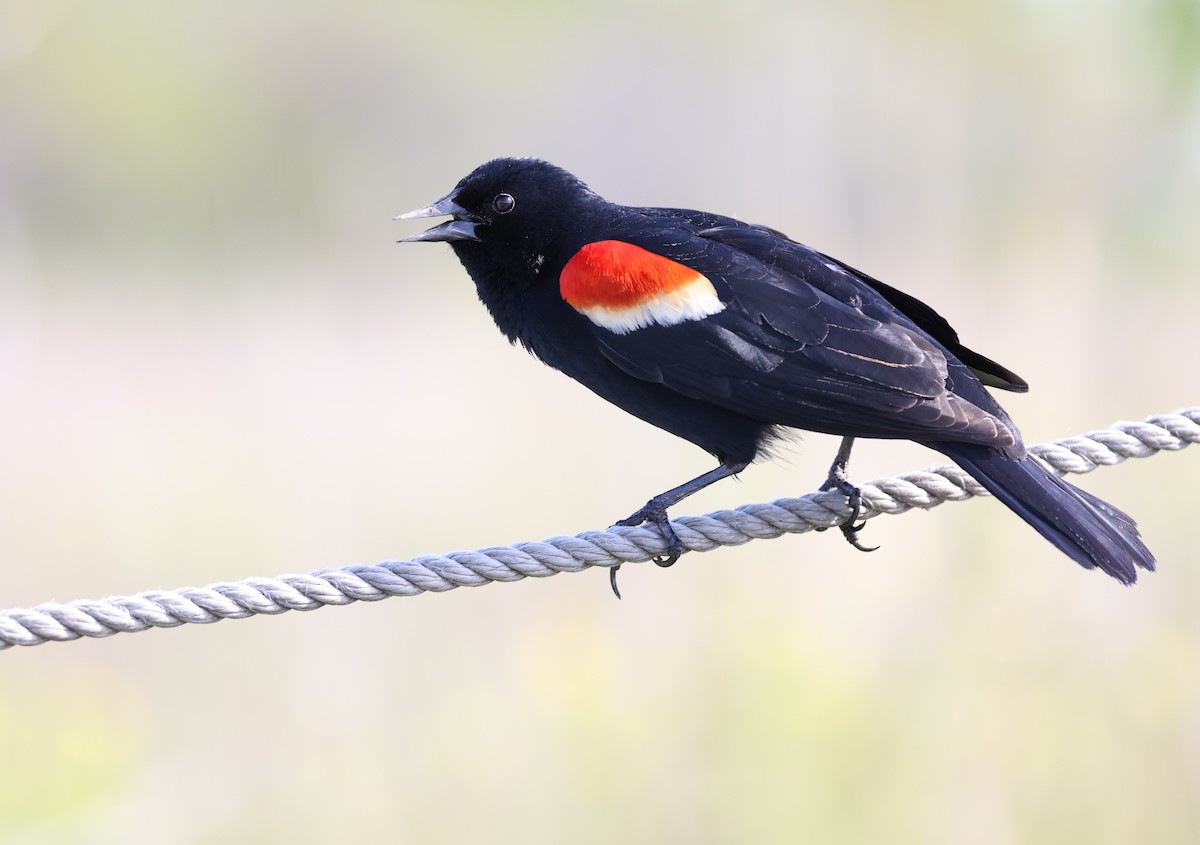 Red-winged Blackbird - ML618723020