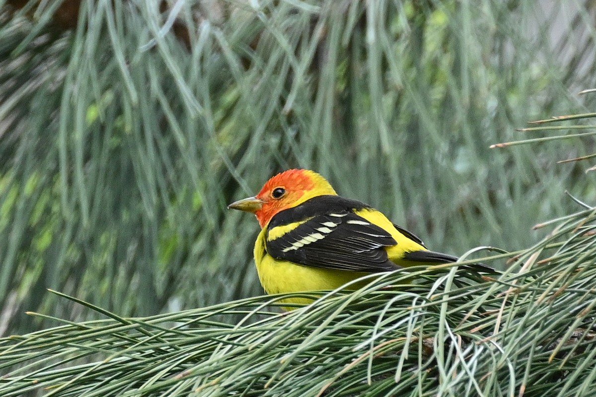 Western Tanager - Faye Spencer
