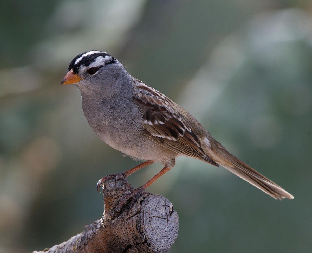 White-crowned Sparrow - ML618723068