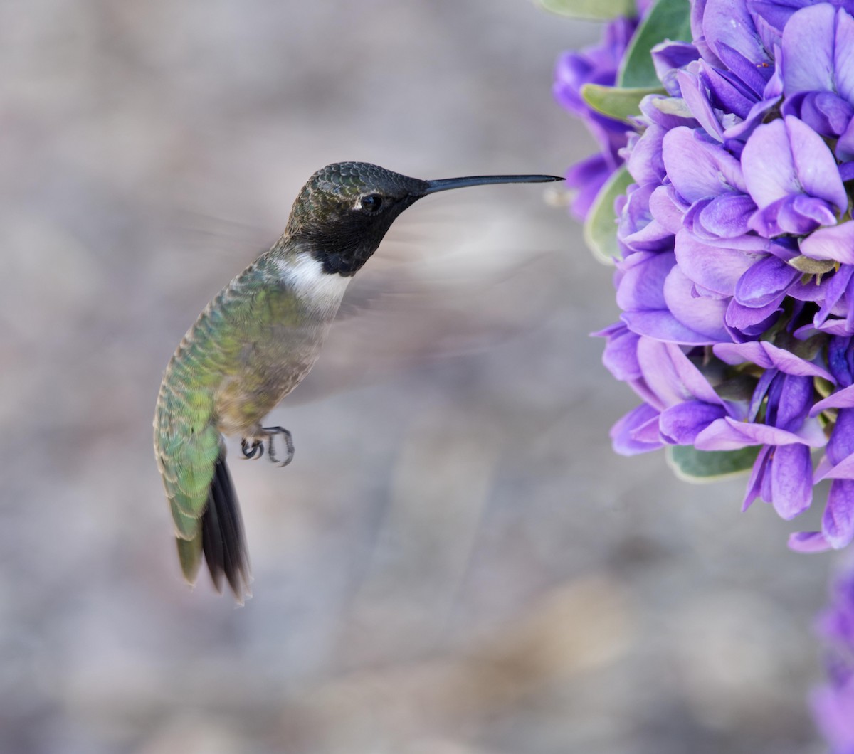 Black-chinned Hummingbird - ML618723070