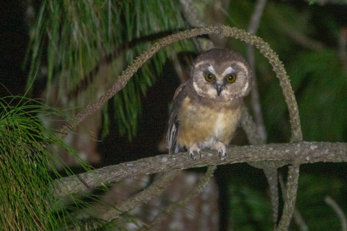 Unspotted Saw-whet Owl - ML618723086
