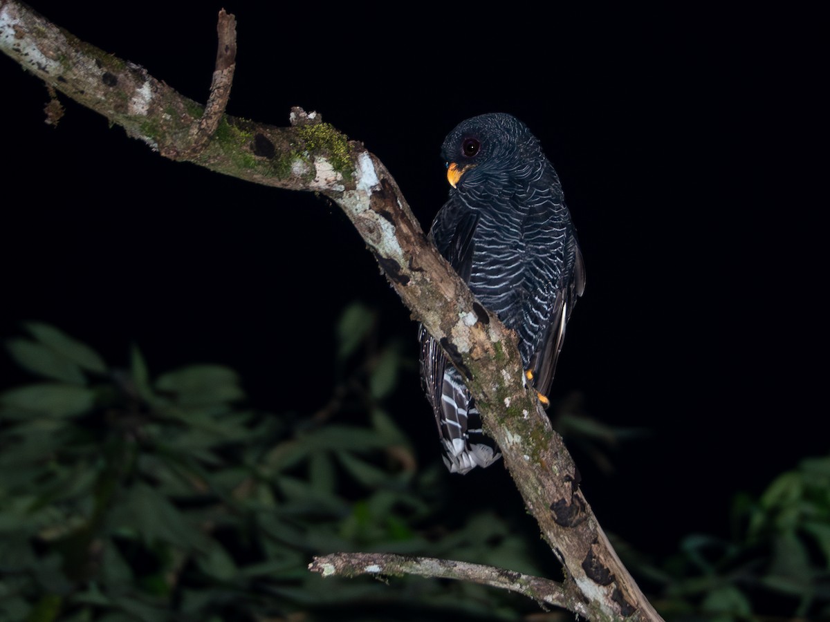 Black-banded Owl - ML618723097
