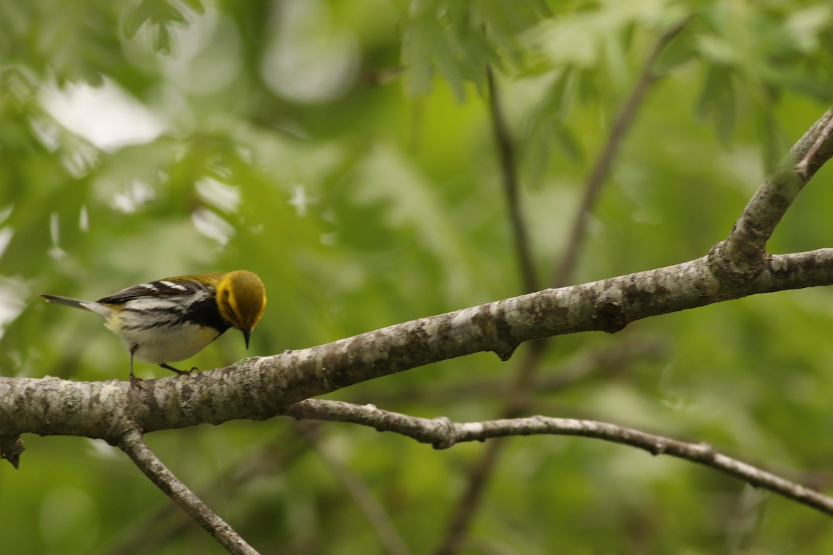 Black-throated Green Warbler - ML618723101