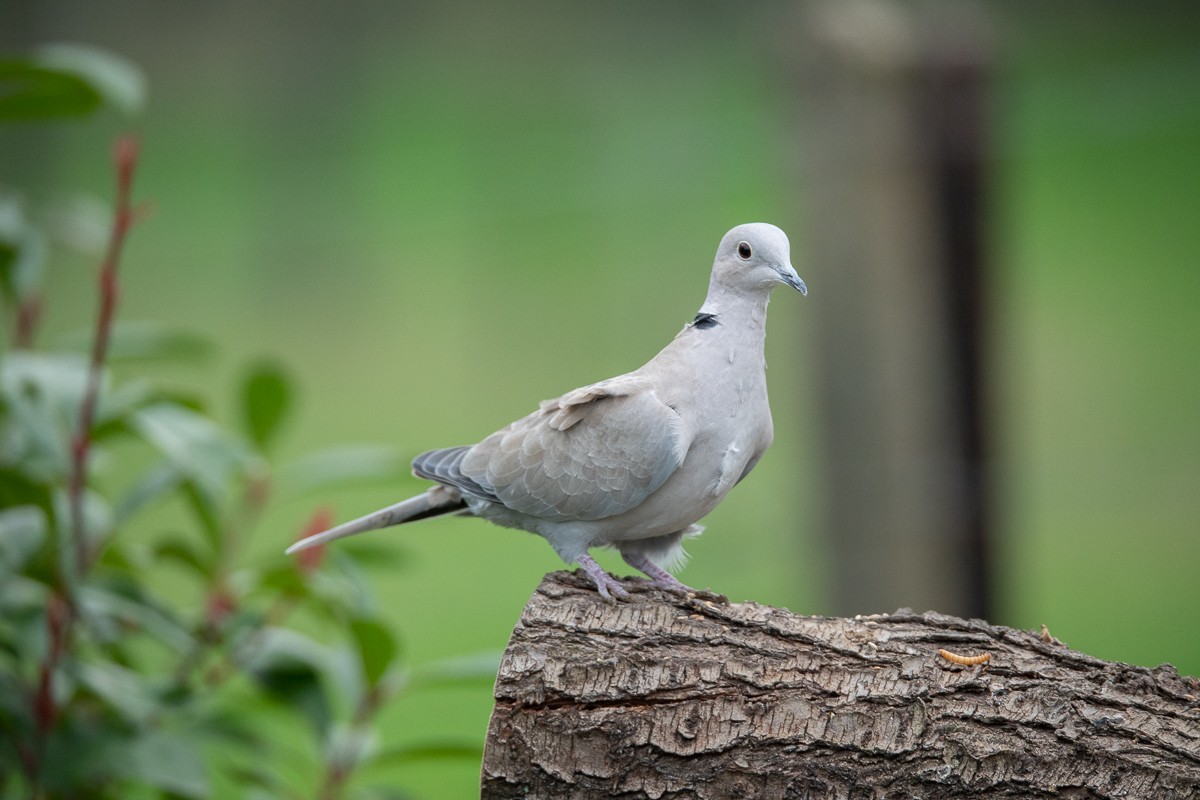 Eurasian Collared-Dove - ML618723106