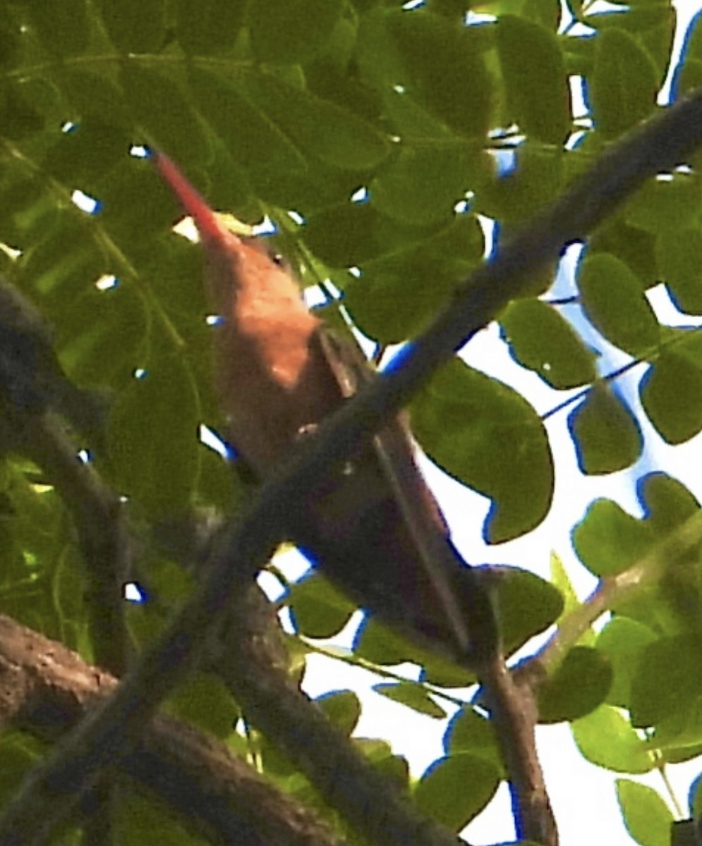 kolibřík ryšavý - ML618723107