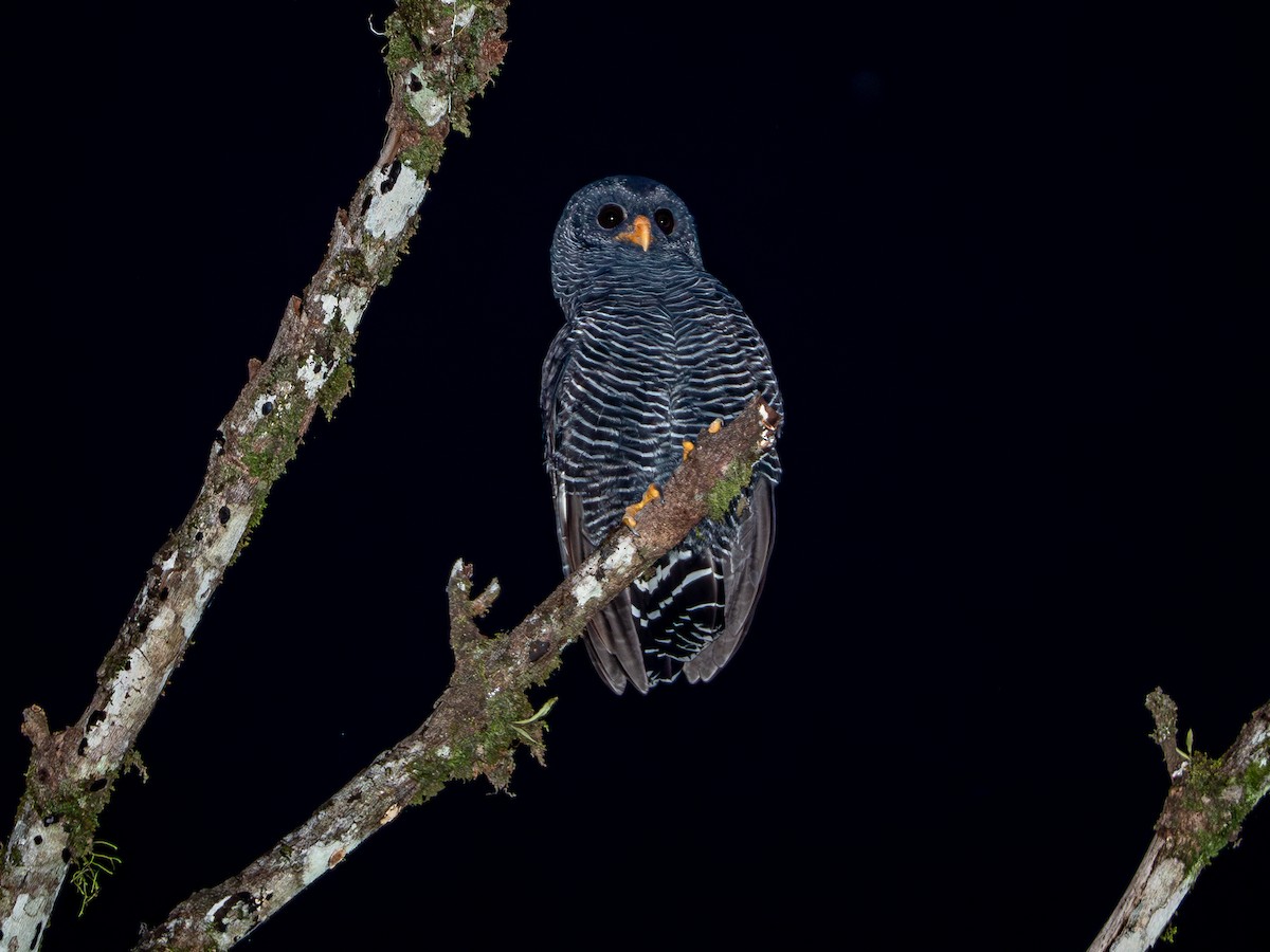 Black-banded Owl - ML618723113