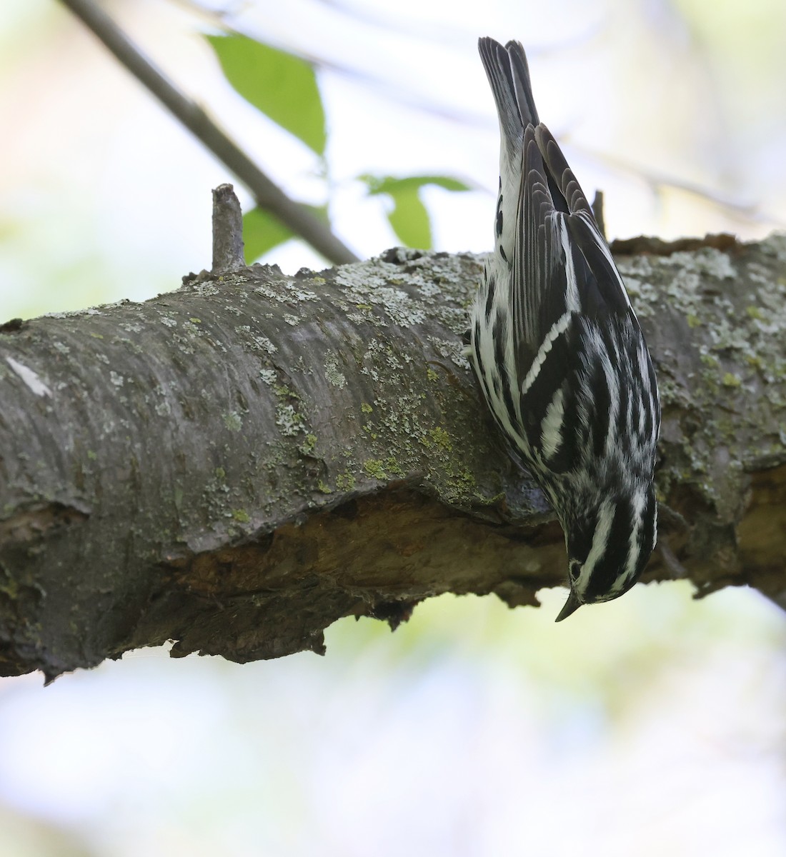 Black-and-white Warbler - ML618723123