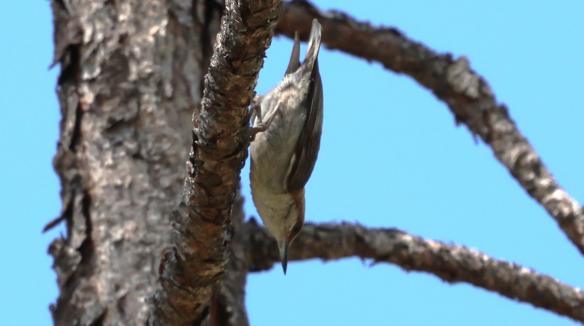 Brown-headed Nuthatch - ML618723149