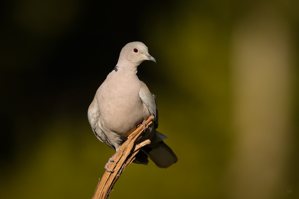 Eurasian Collared-Dove - ML618723189