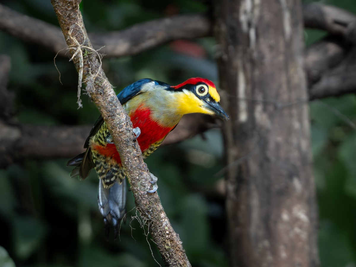 Yellow-fronted Woodpecker - ML618723208