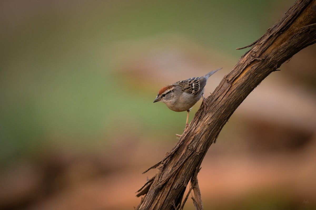 Chipping Sparrow - ML618723210
