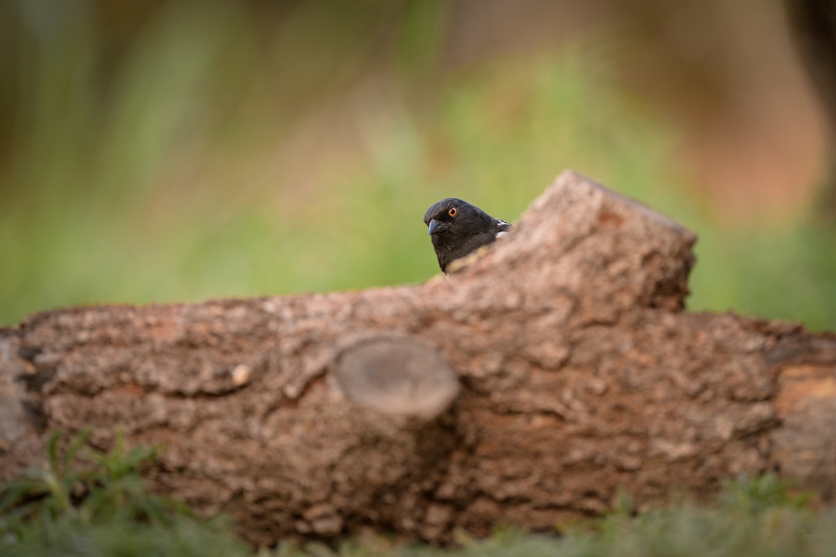 Spotted Towhee - ML618723213