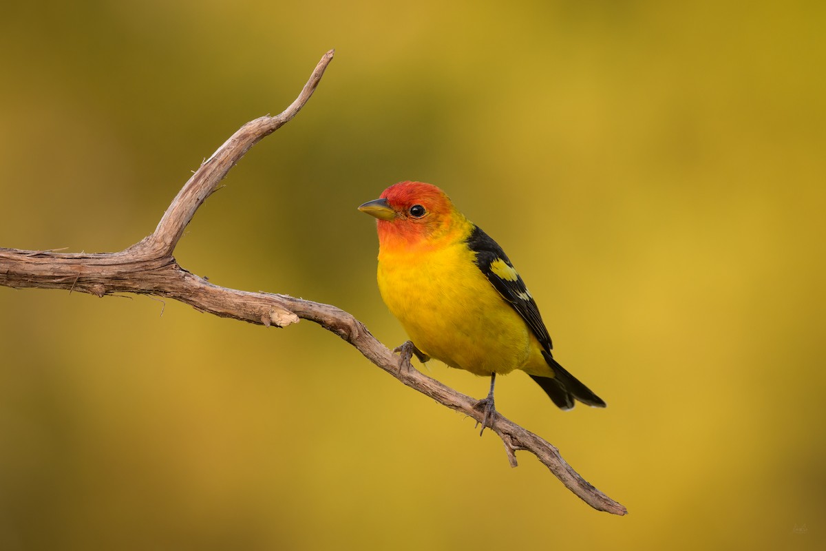 Western Tanager - ML618723219