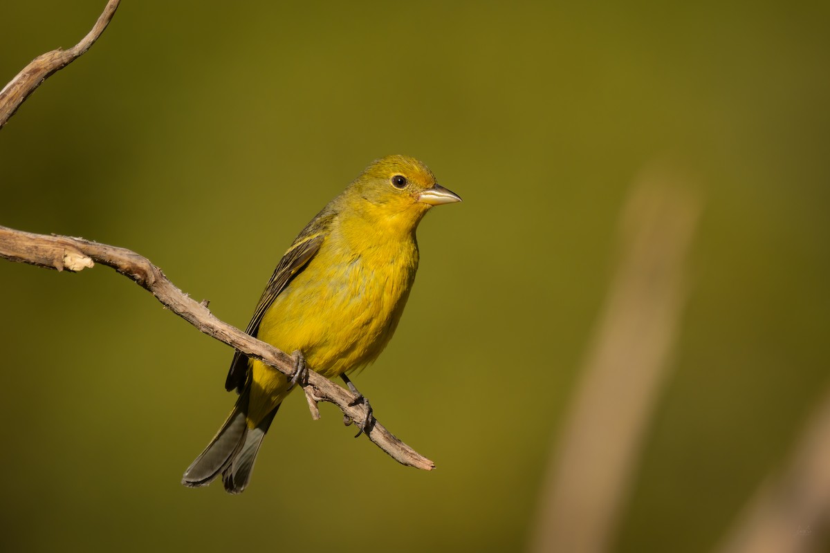 Western Tanager - ML618723223