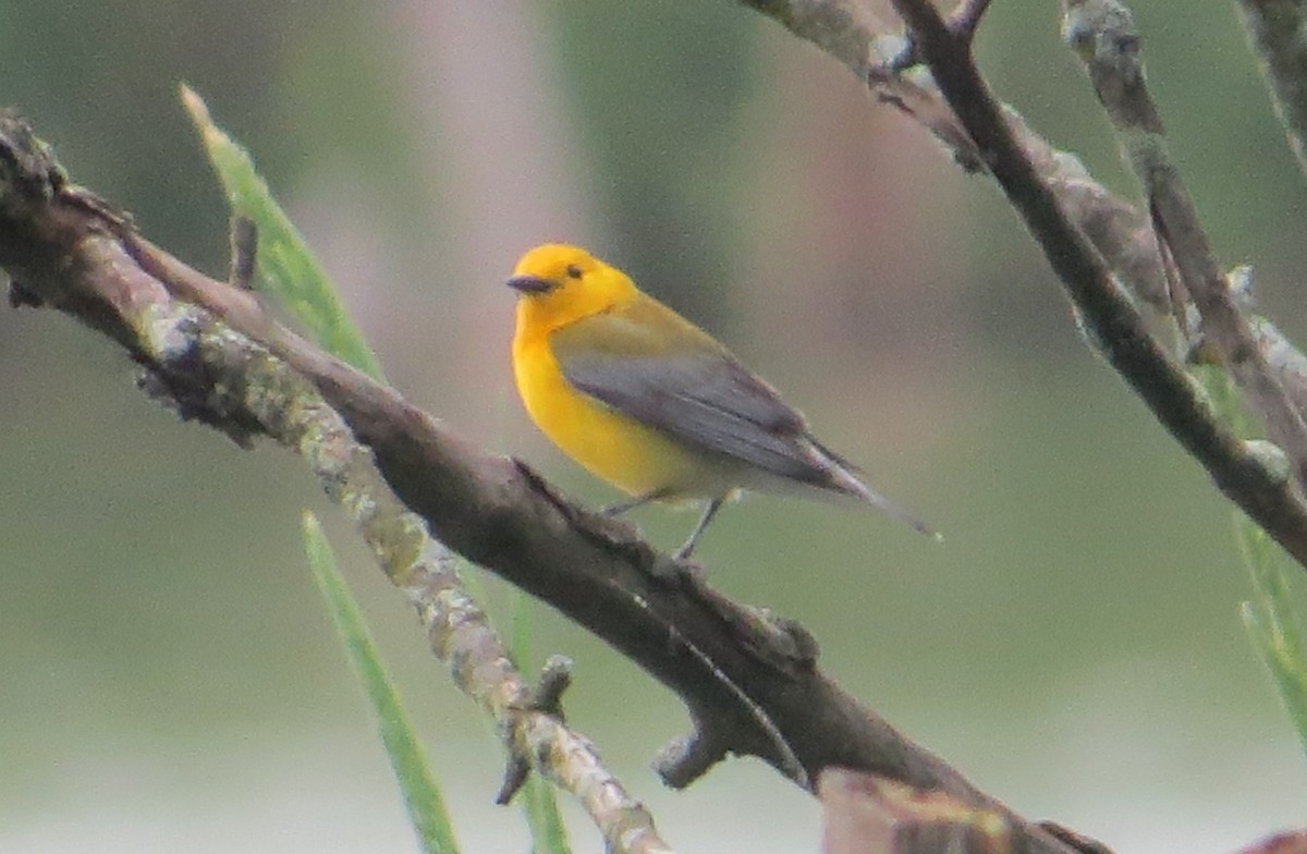 Prothonotary Warbler - ML618723228