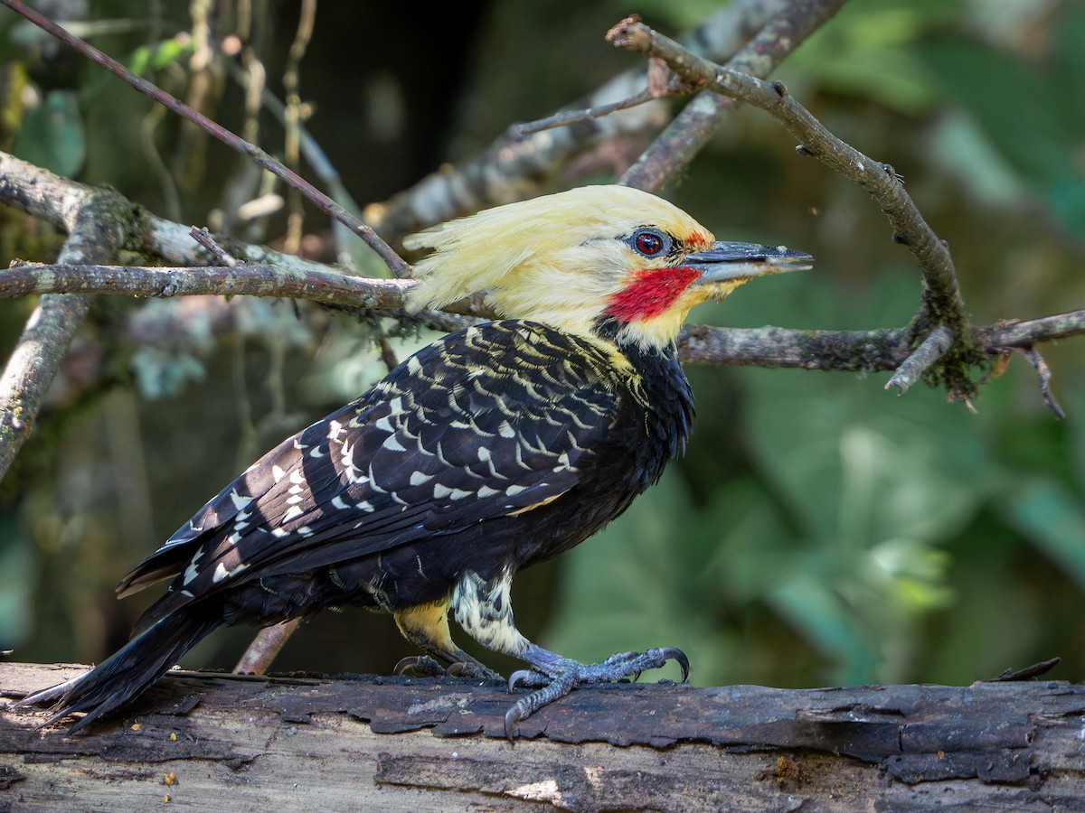 Blond-crested Woodpecker - ML618723269
