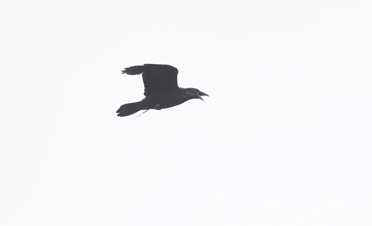 Common Raven - ML618723271