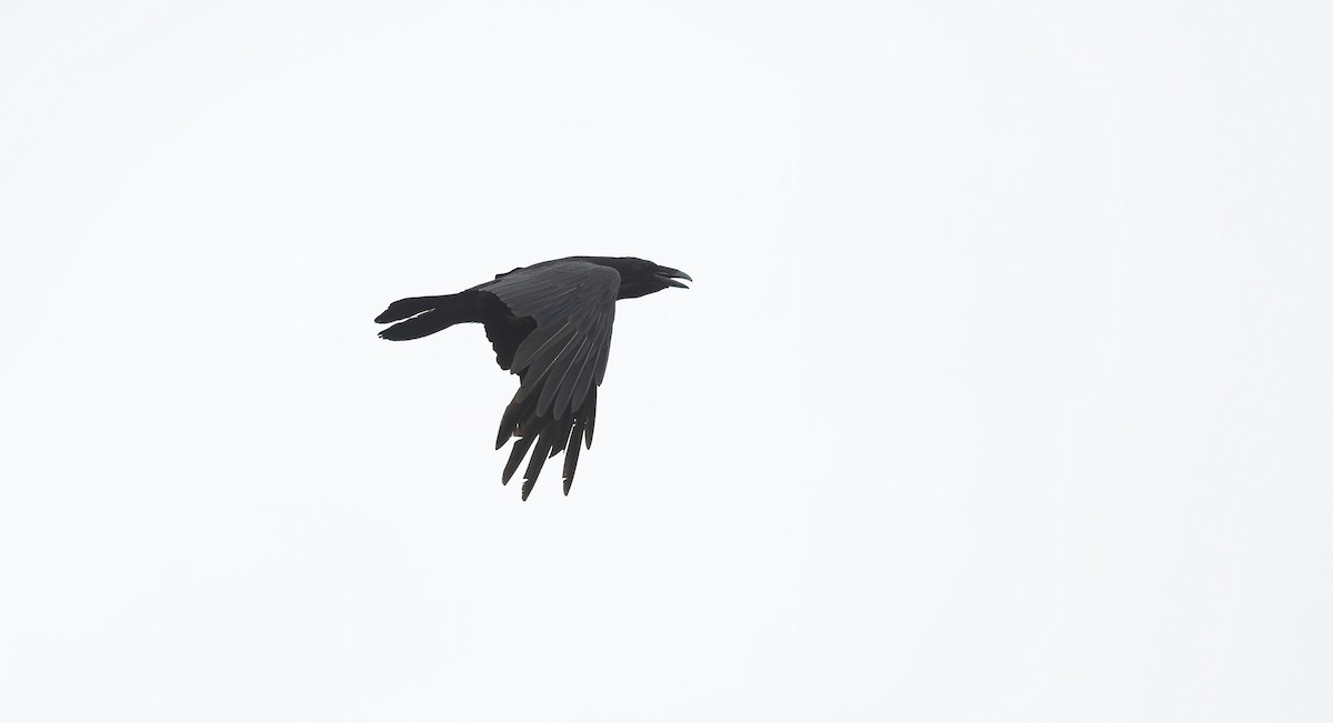 Common Raven - ML618723276