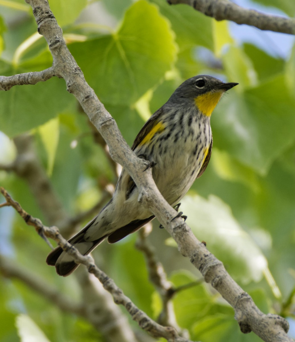 Yellow-rumped Warbler (Audubon's) - ML618723286