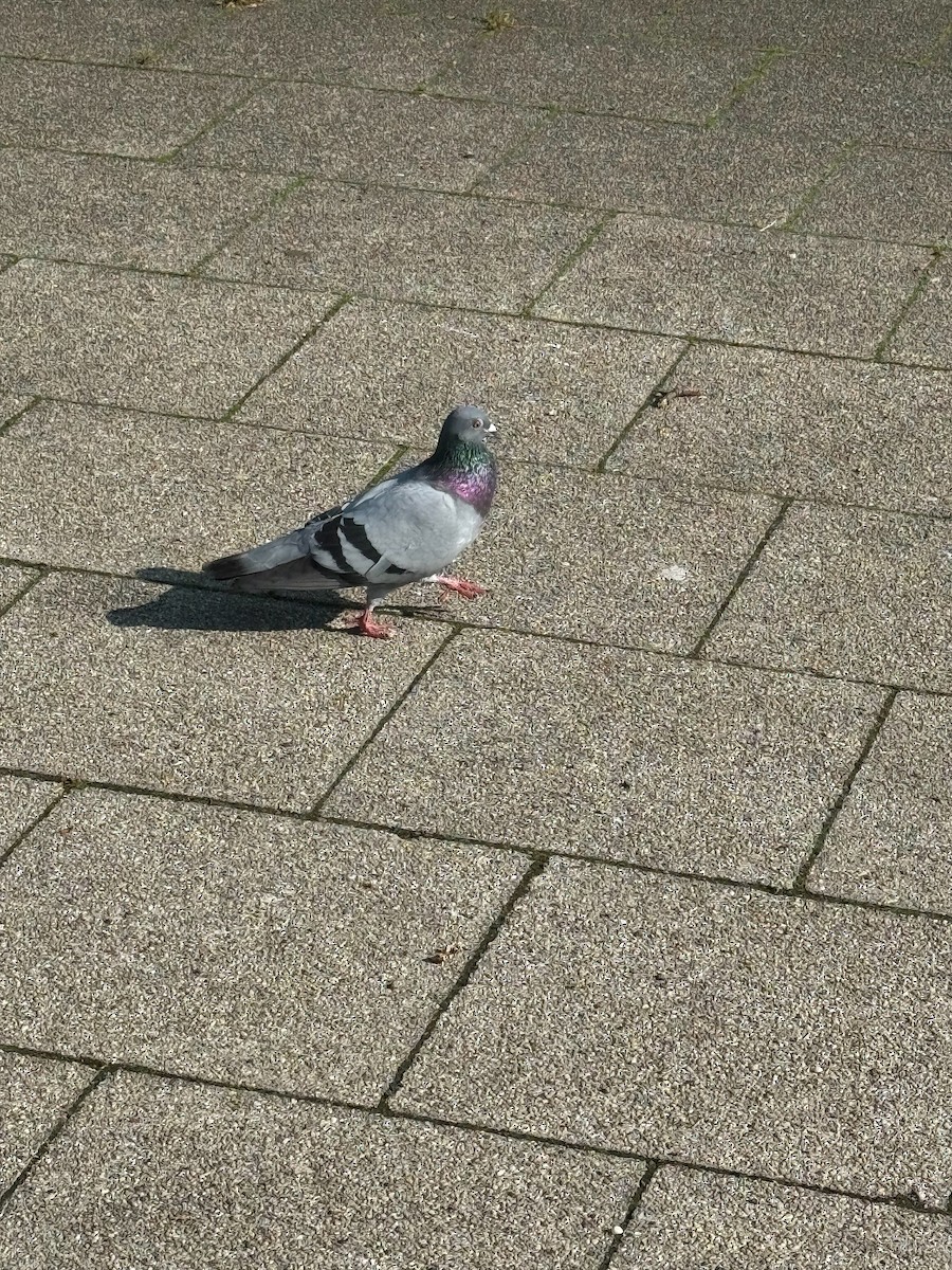 Rock Pigeon (Feral Pigeon) - ML618723289