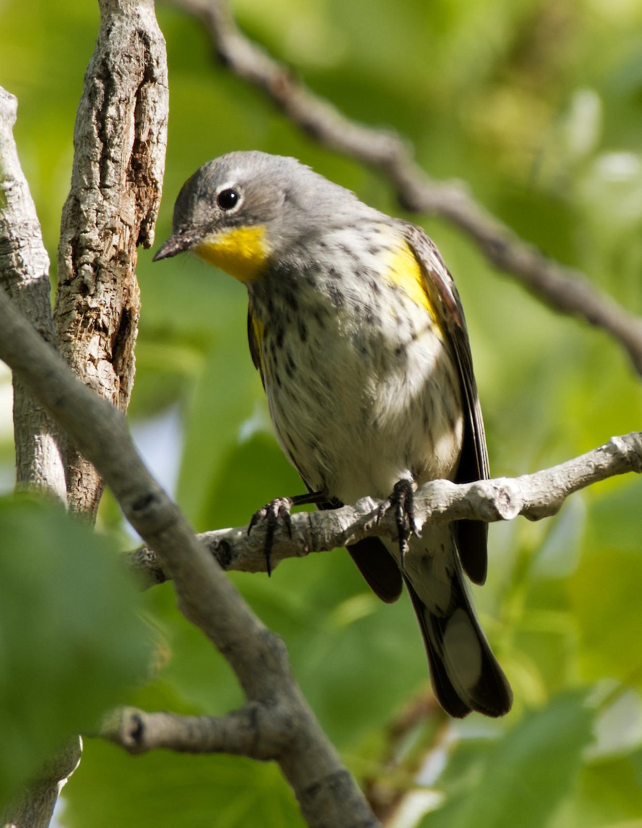 Yellow-rumped Warbler (Audubon's) - ML618723294