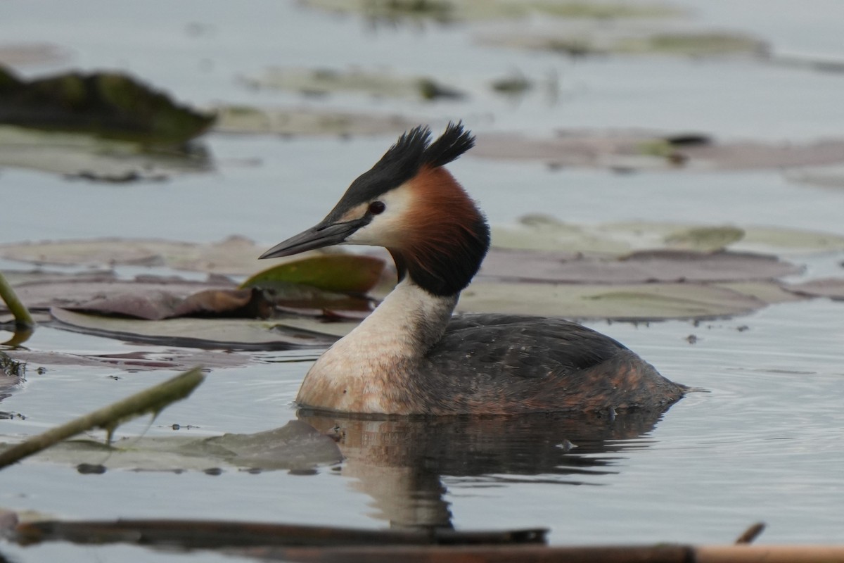 Great Crested Grebe - ML618723354