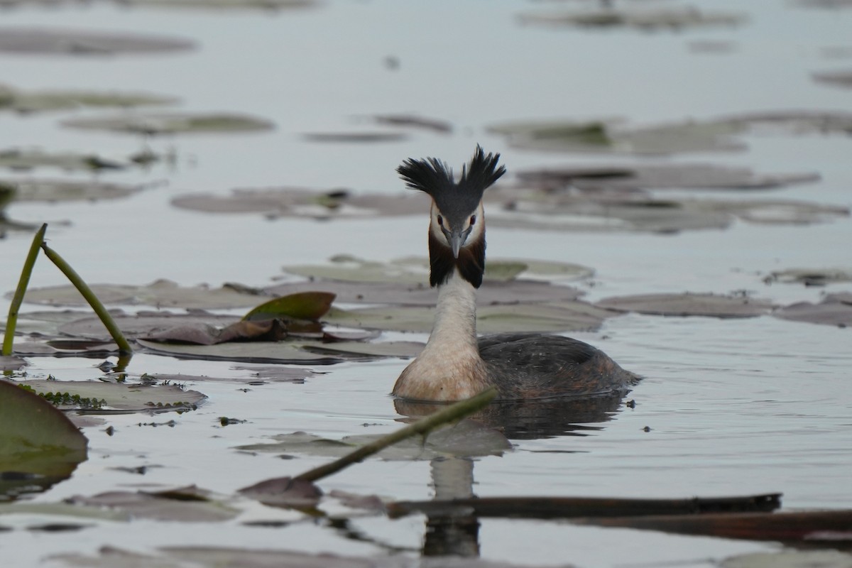 Great Crested Grebe - ML618723356