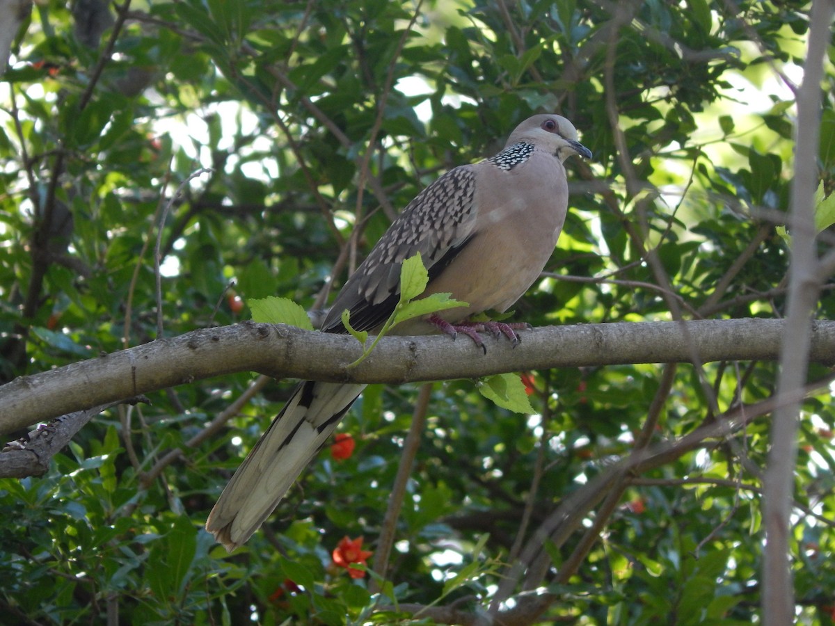 Spotted Dove - ML618723365
