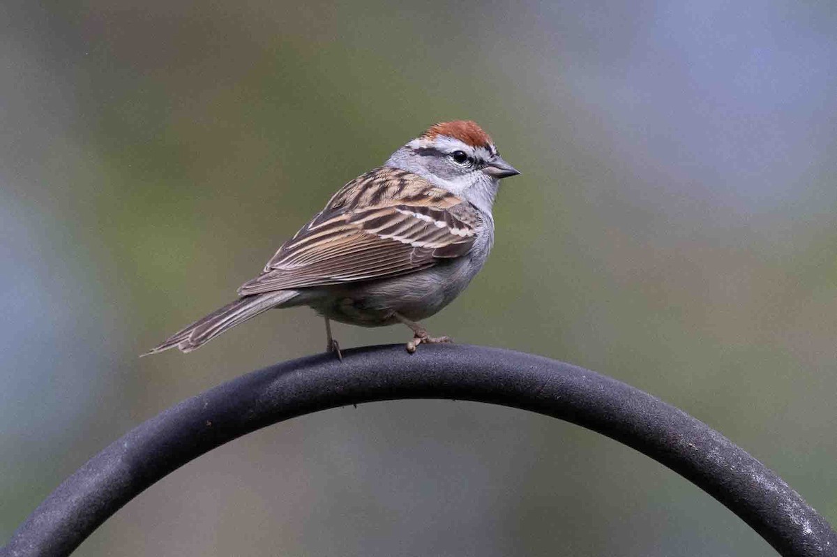 Chipping Sparrow - ML618723372