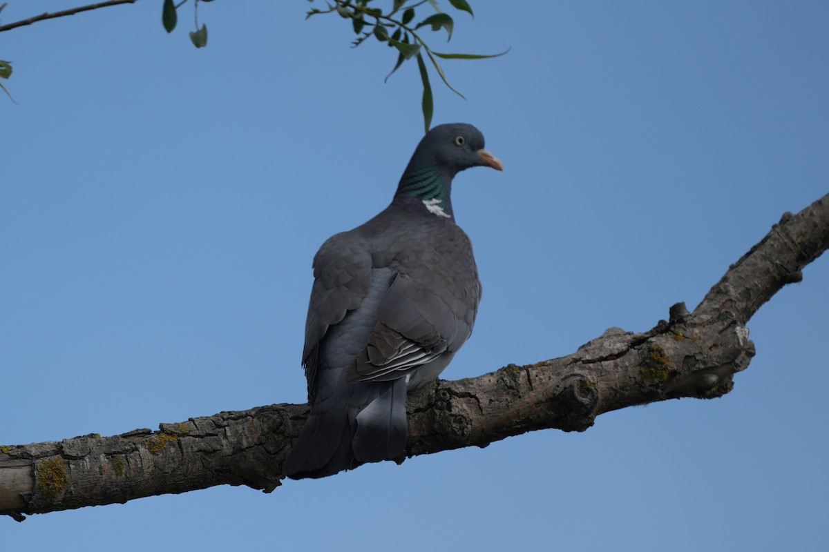Common Wood-Pigeon - ML618723373