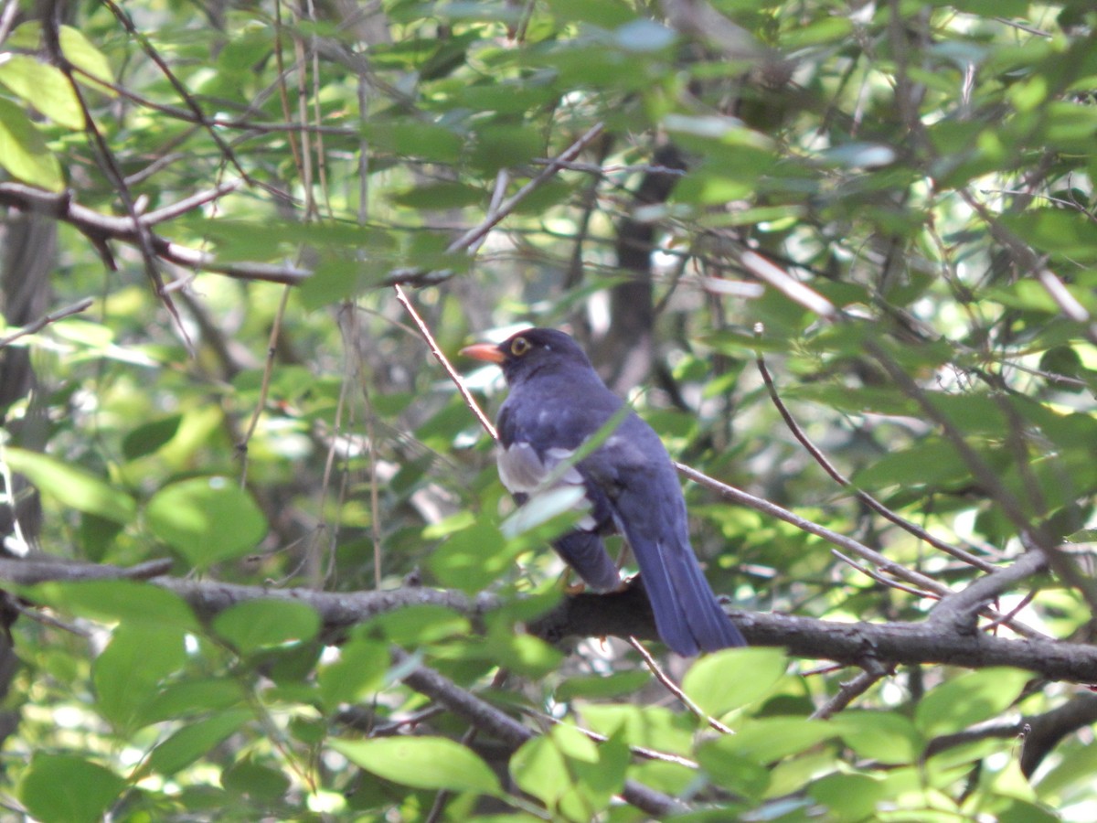 Gray-winged Blackbird - ML618723390