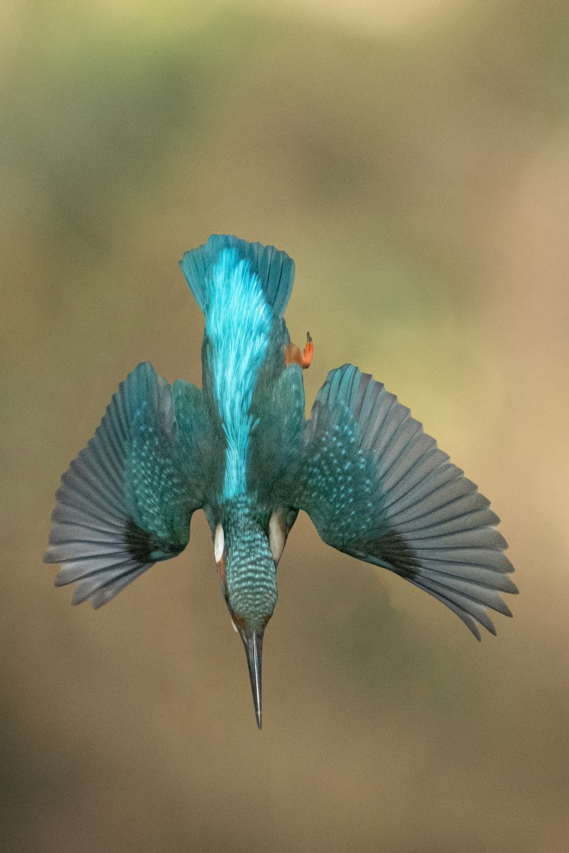 Common Kingfisher - ML618723402