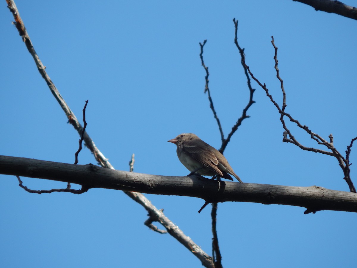 Yellow-throated Sparrow - Azan Karam