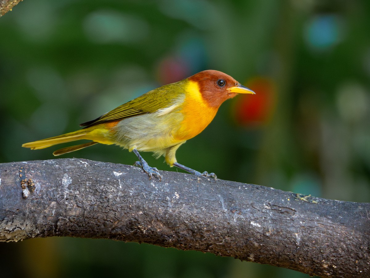 Rufous-headed Tanager - ML618723422