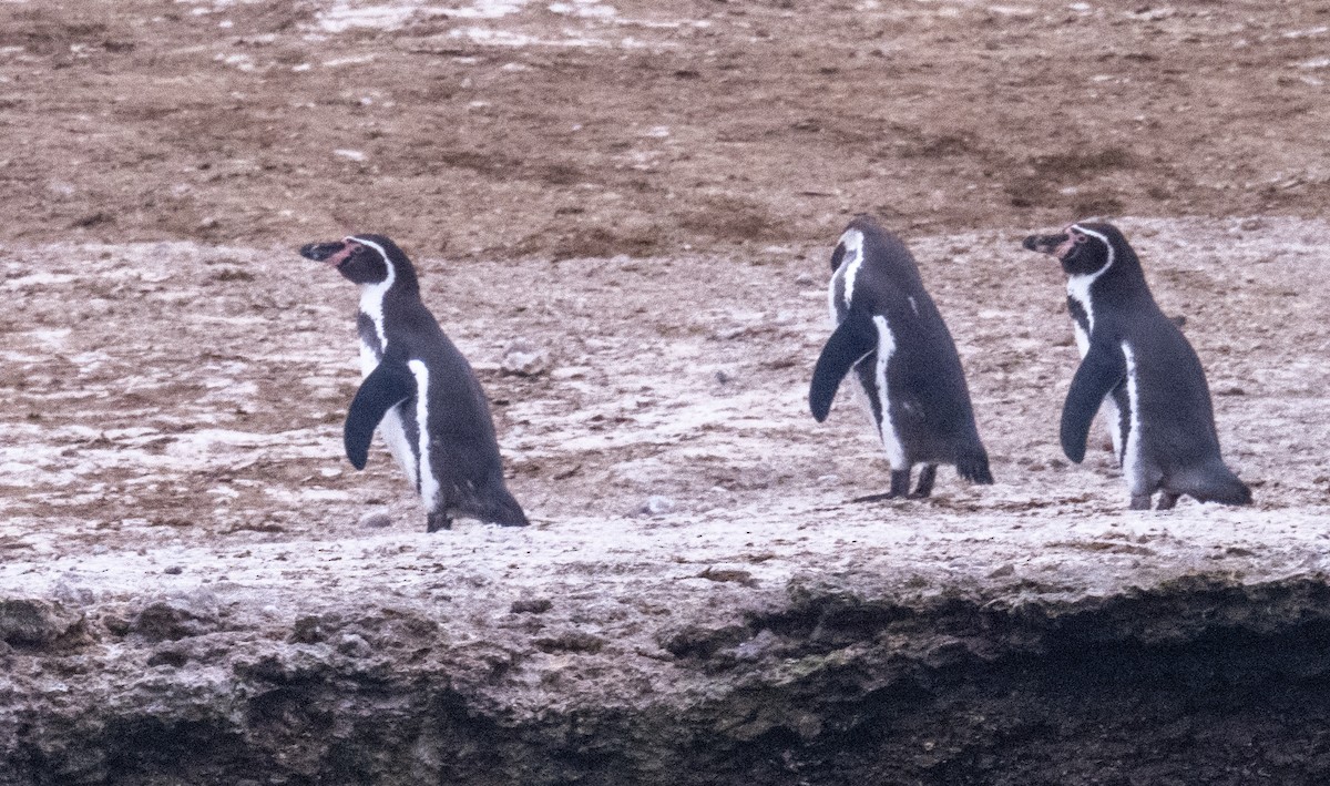 Humboldt Penguin - ML618723427