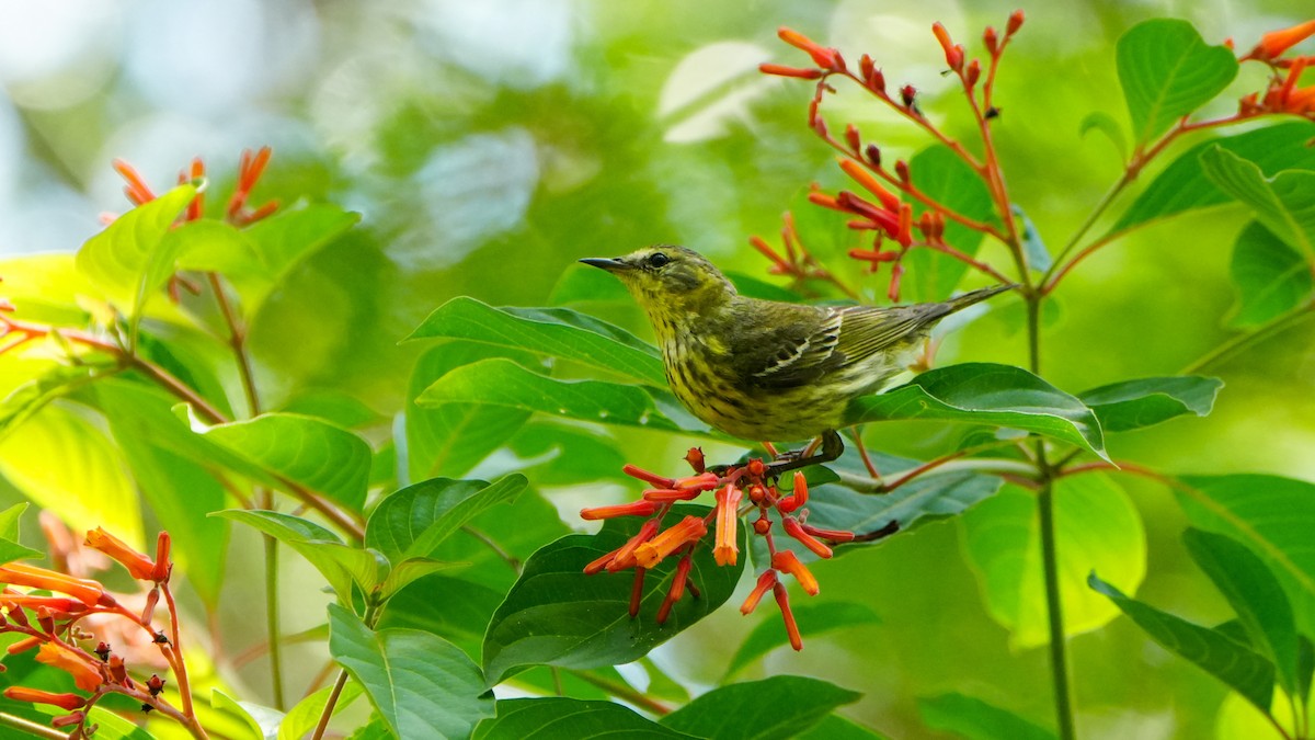 Cape May Warbler - ML618723432