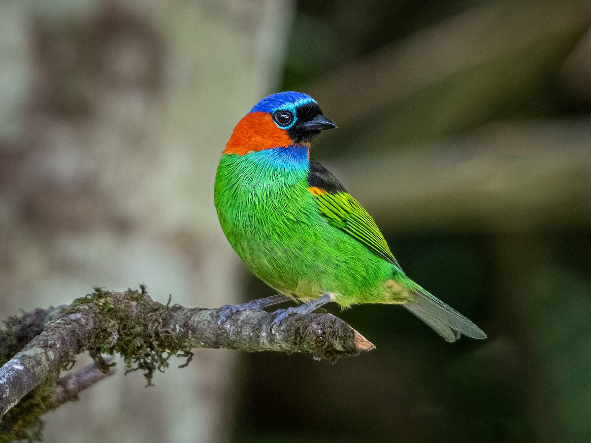 Red-necked Tanager - ML618723433