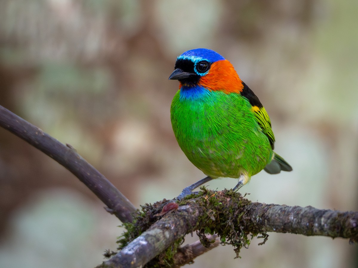 Red-necked Tanager - ML618723434