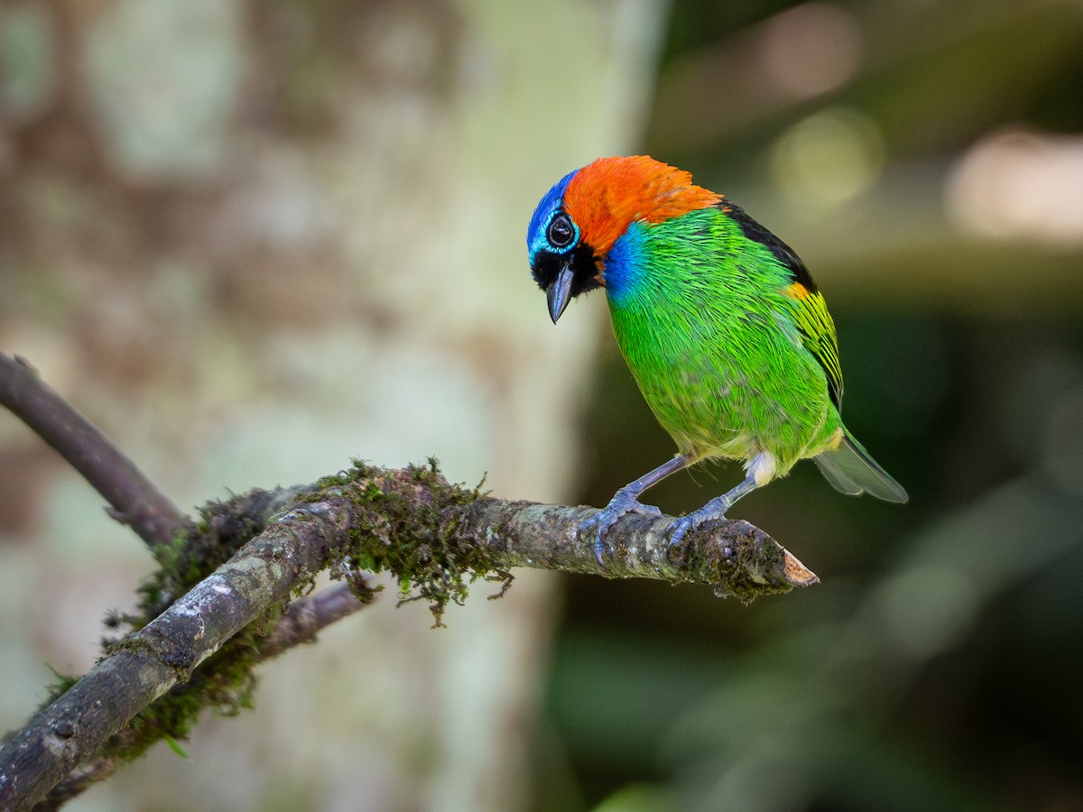 Red-necked Tanager - ML618723435