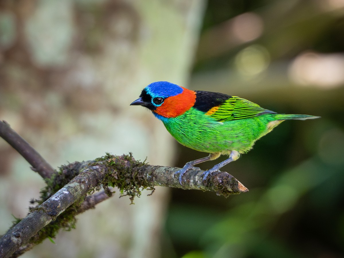 Red-necked Tanager - ML618723436