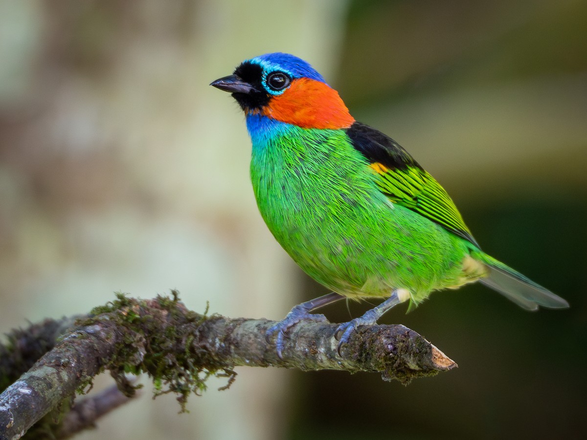 Red-necked Tanager - ML618723437