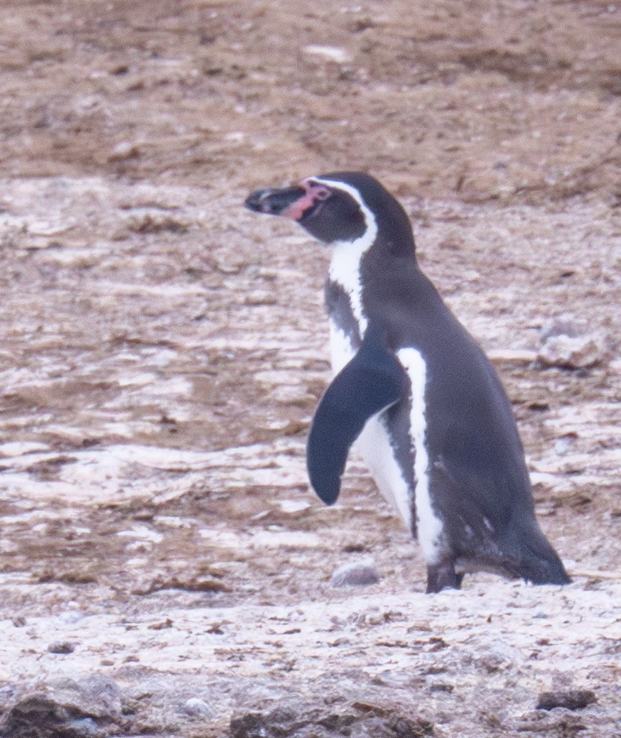 Humboldt Penguin - ML618723439