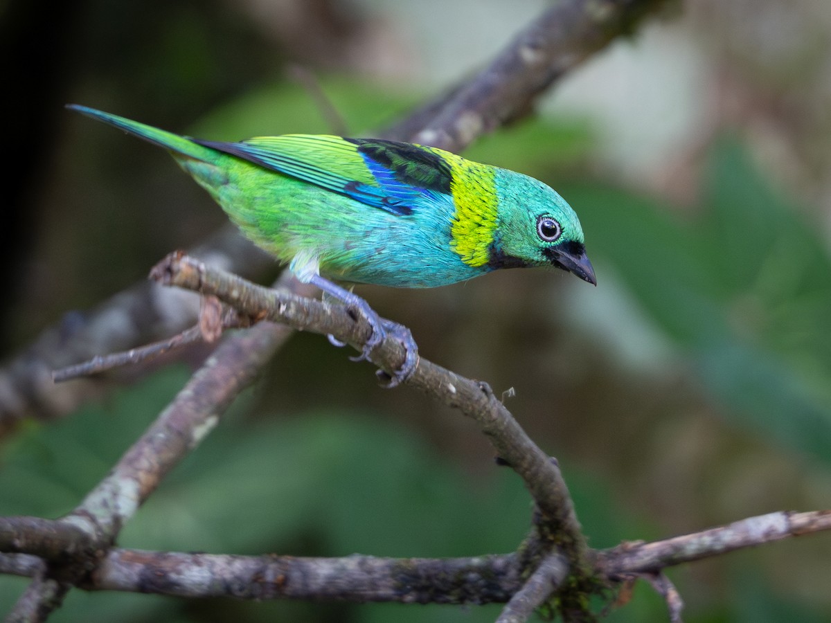 Green-headed Tanager - ML618723452