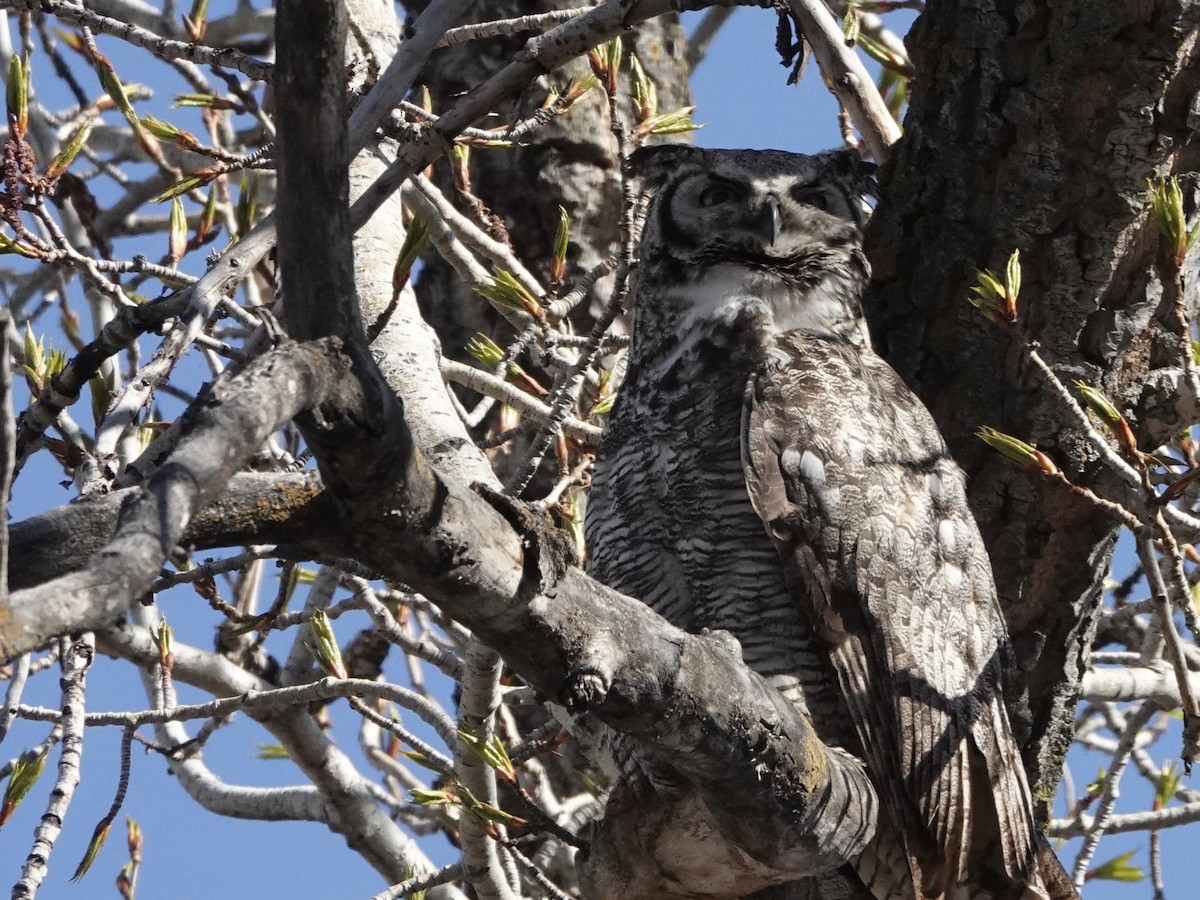 Great Horned Owl - ML618723499