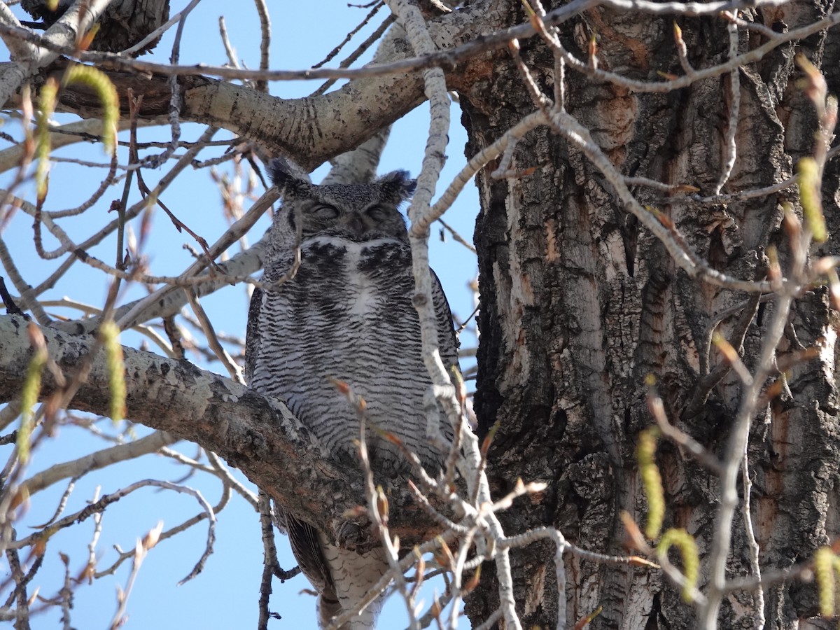 Great Horned Owl - ML618723503