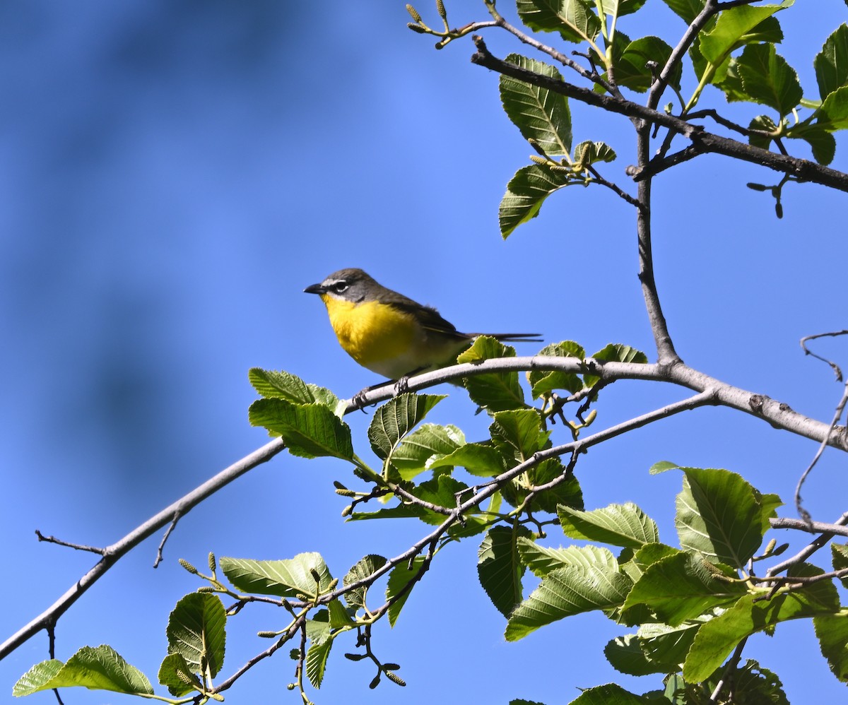 Yellow-breasted Chat - ML618723524