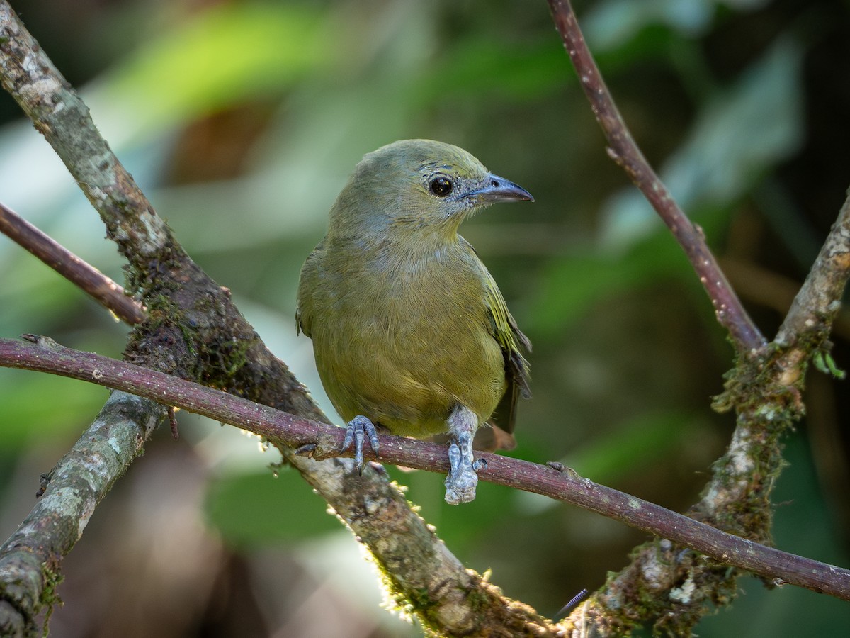 Palm Tanager - ML618723530