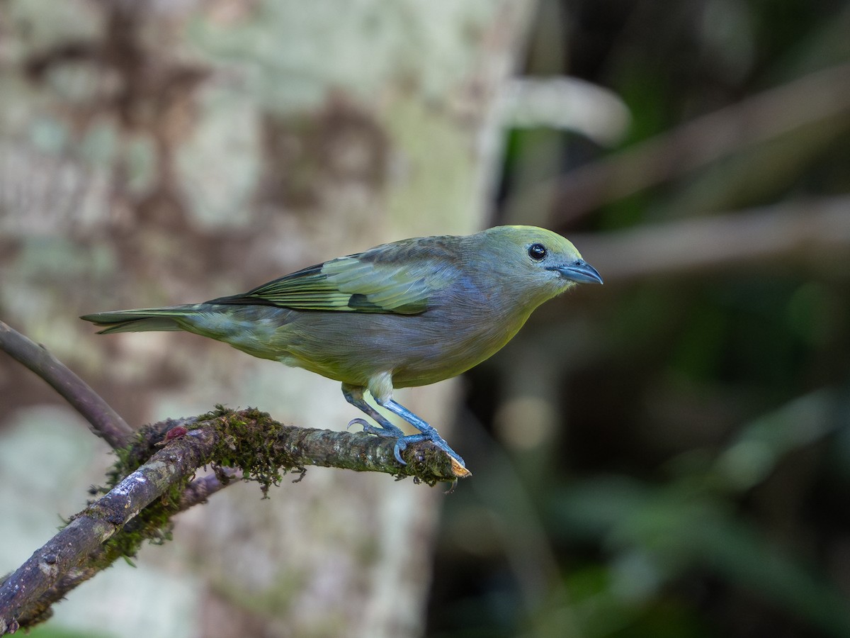 Palm Tanager - ML618723531