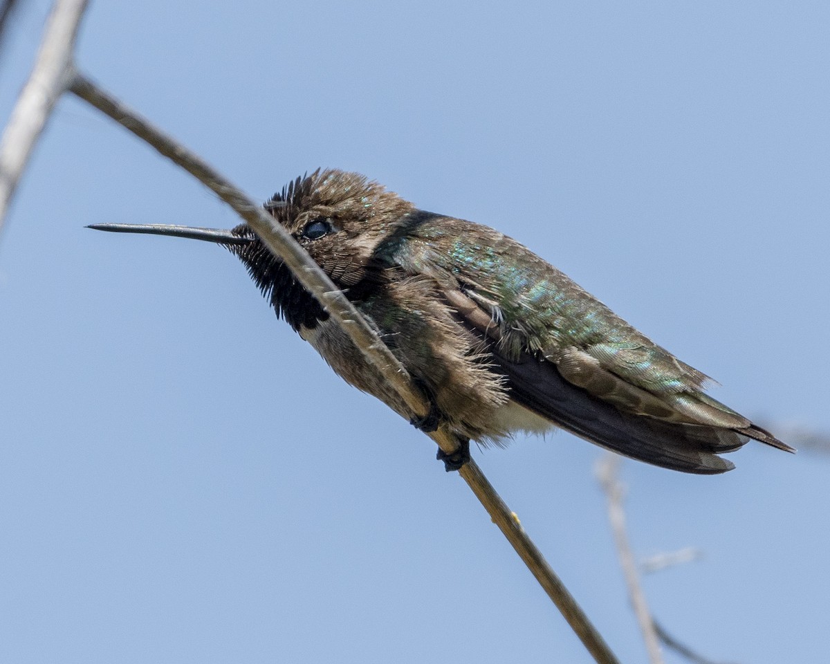 Anna's Hummingbird - ML618723543
