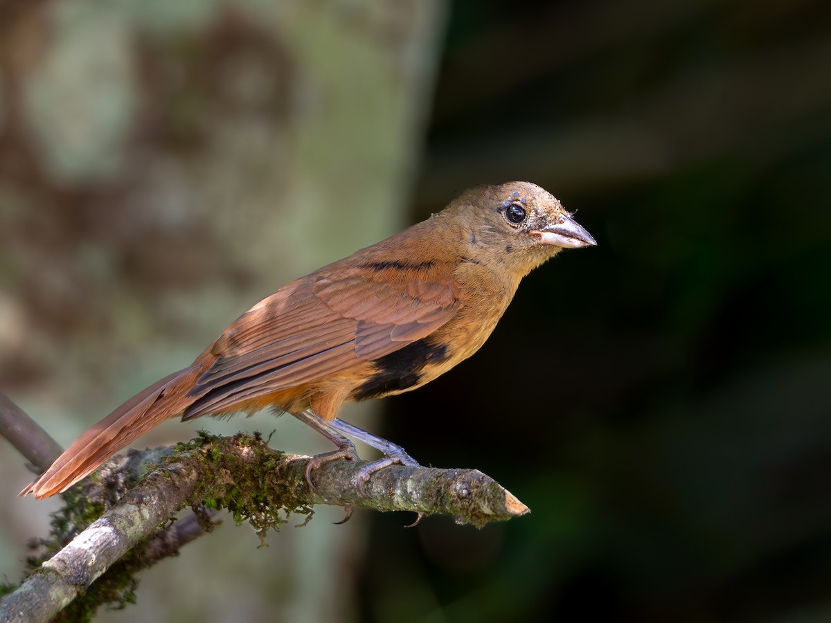 Ruby-crowned Tanager - ML618723548